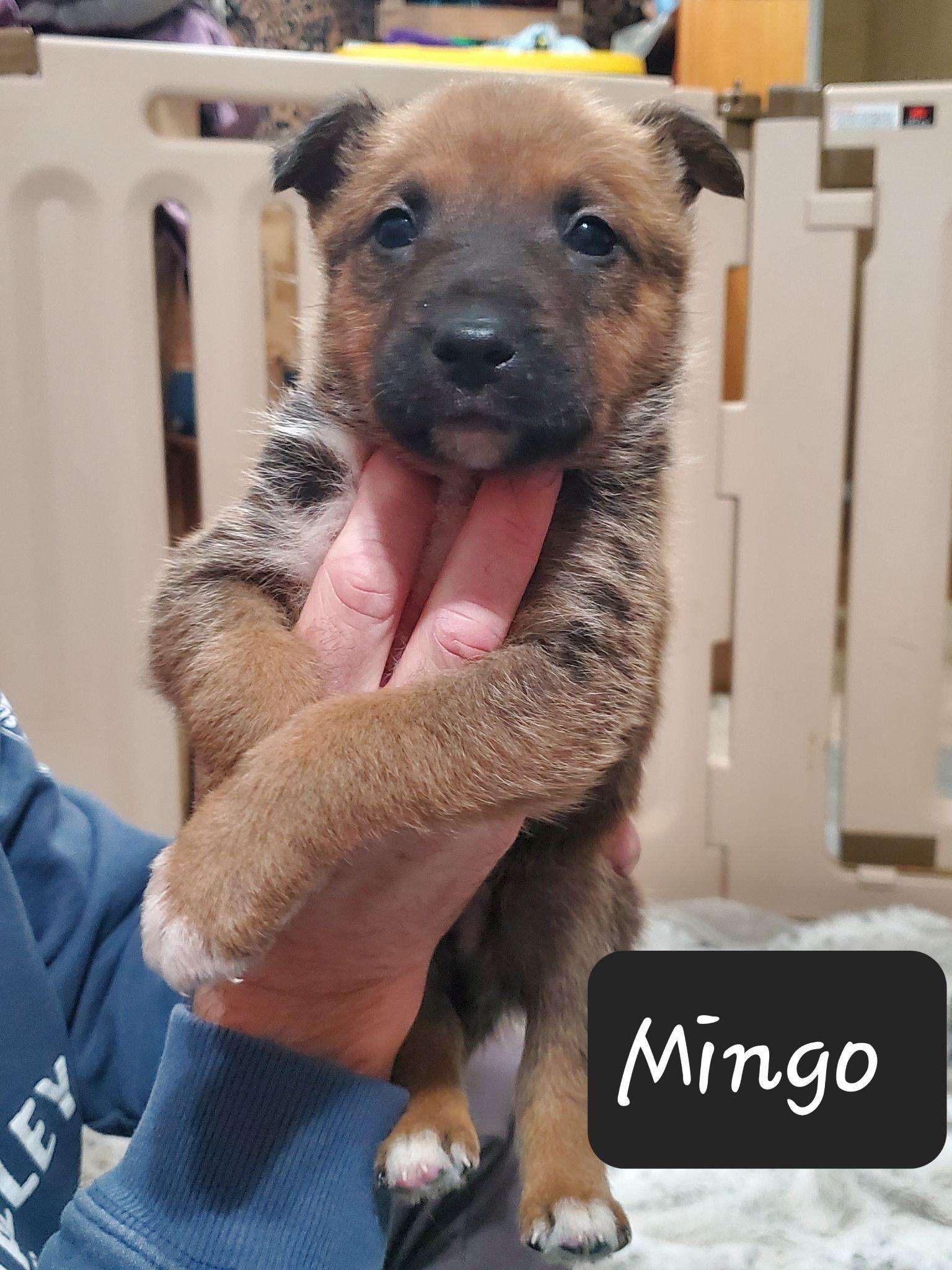 Enlarge Mingo, a Adoptable mixed breed in Dayton, OH image 6/6