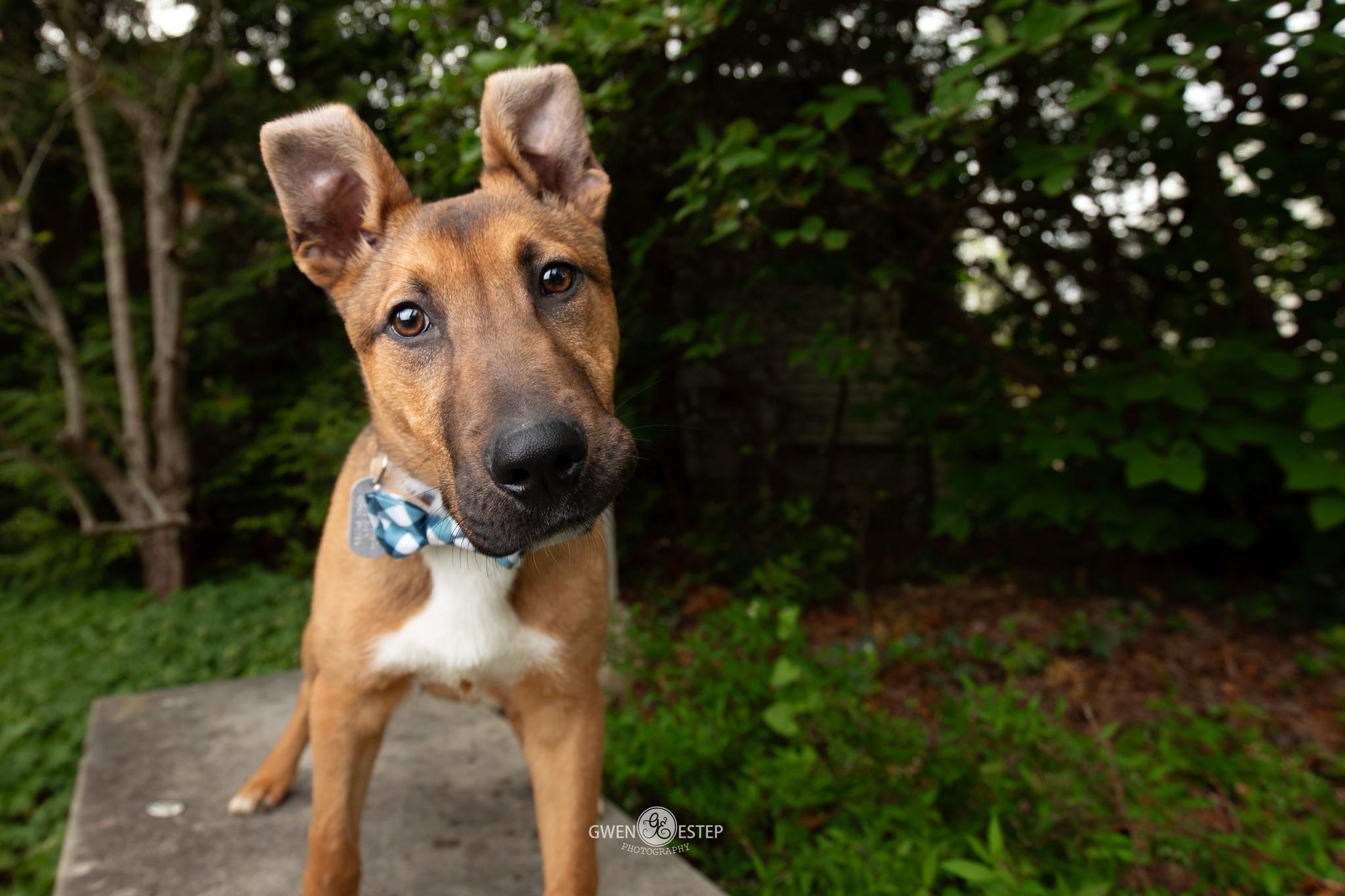 Mingo, Adoptable, Puppy Male German Shepherd Dog.