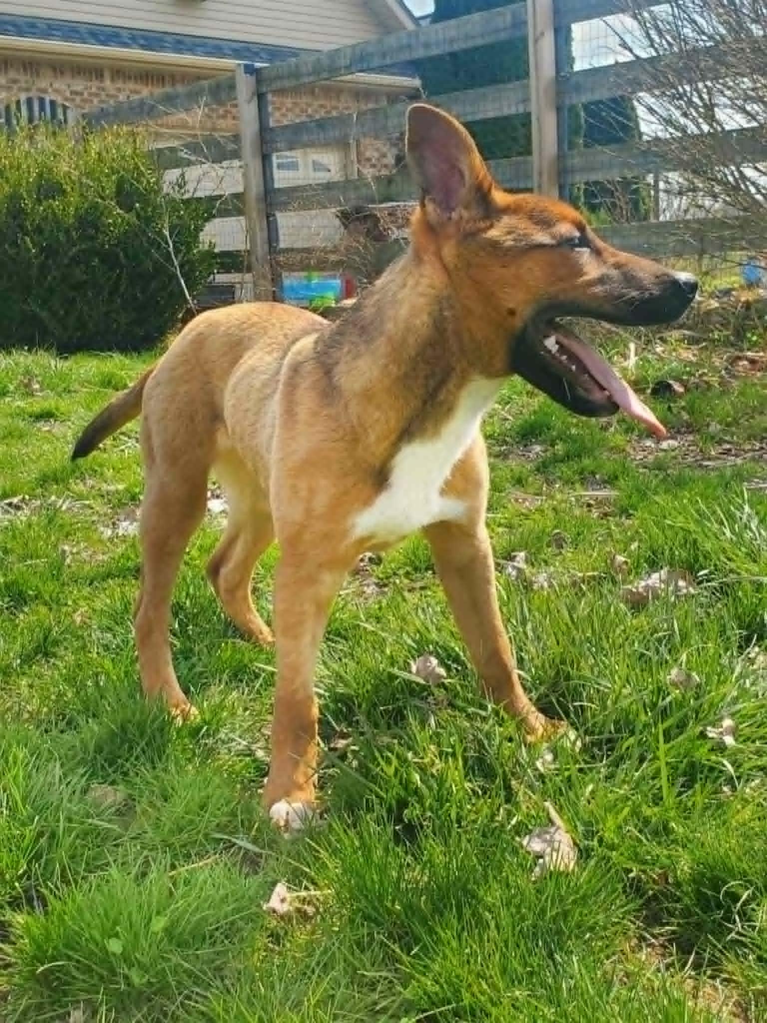 Enlarge Mingo, a Adoptable mixed breed in Dayton, OH image 3/6