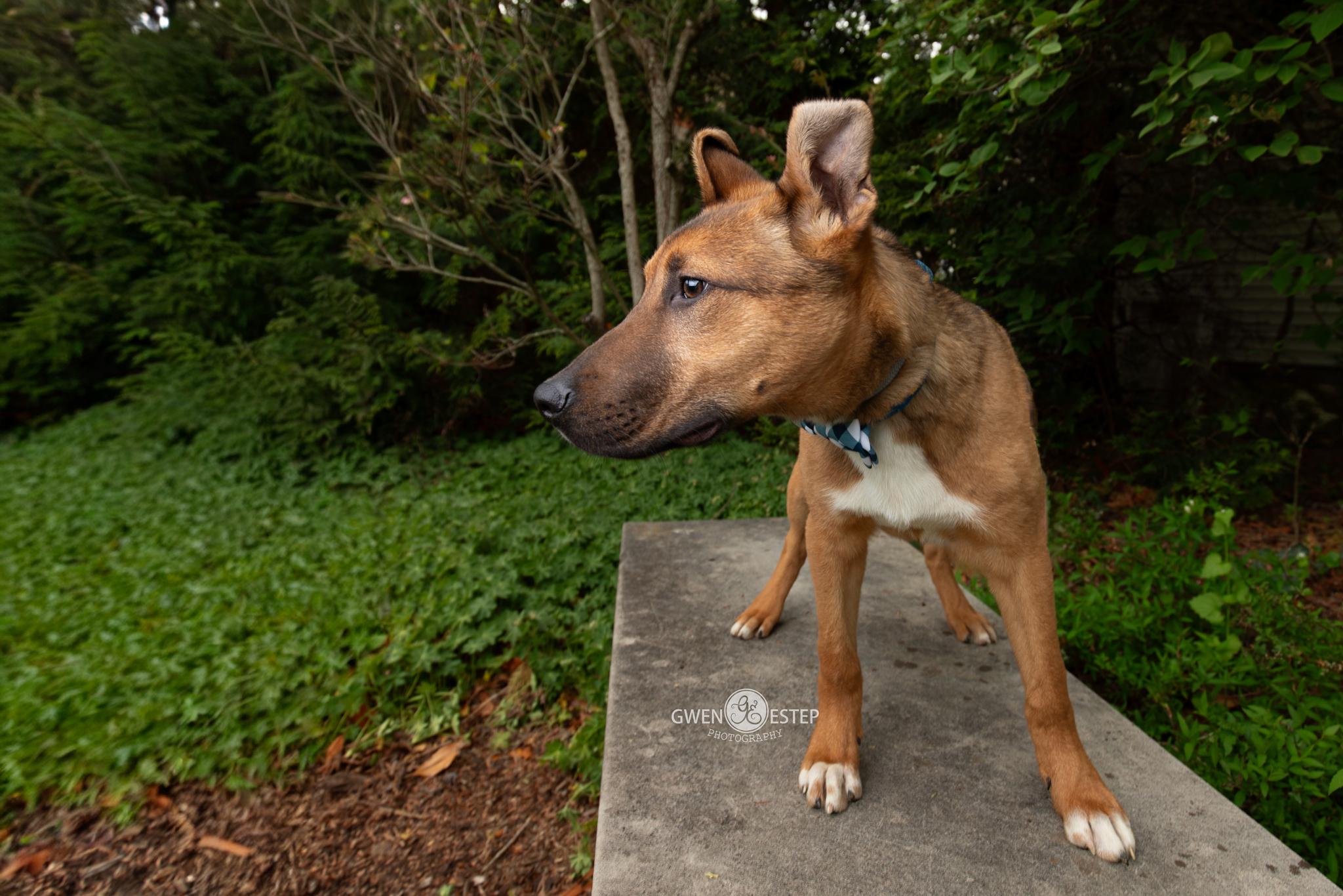 Mingo, a Adoptable mixed breed in Dayton, OH image 3/6