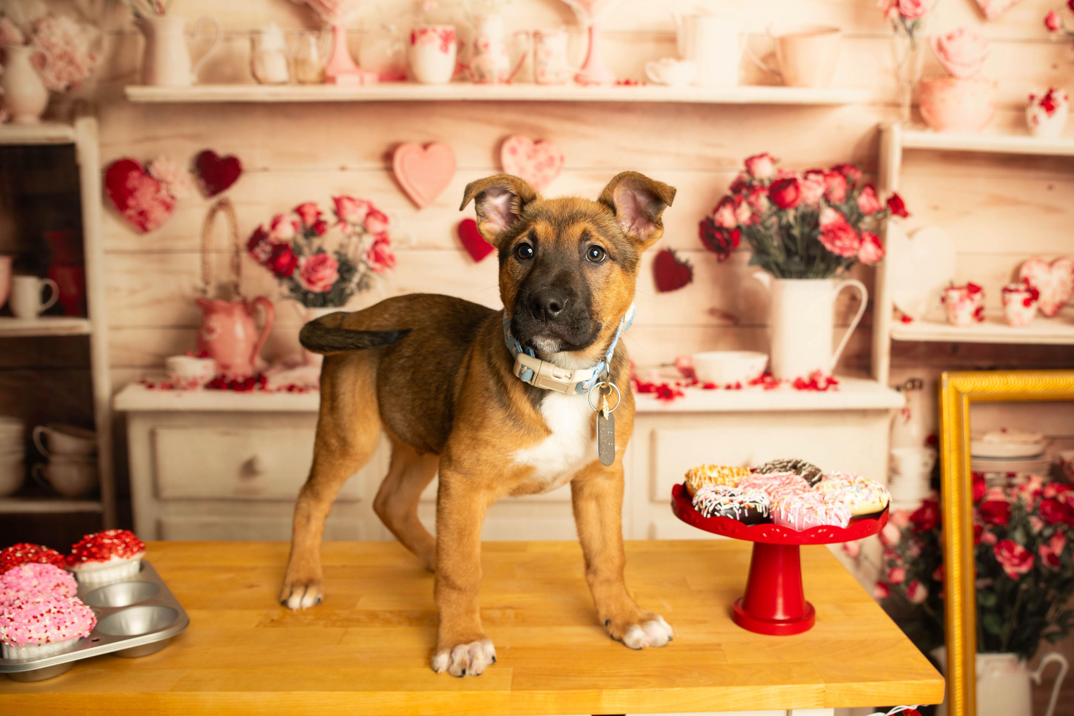 Enlarge Mingo, a Adoptable mixed breed in Dayton, OH image 4/6