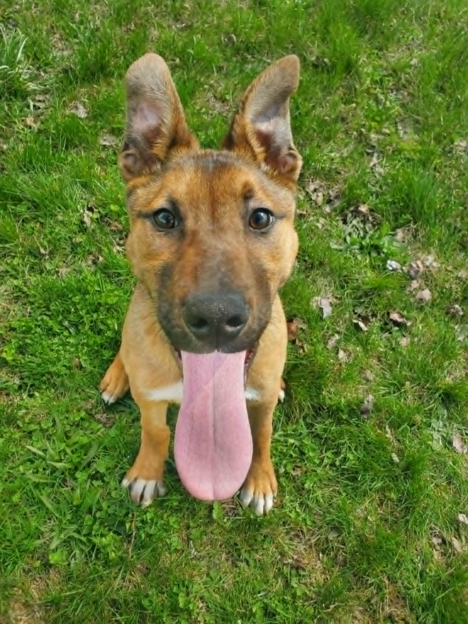 Enlarge Mingo, a Adoptable mixed breed in Dayton, OH image 1/6