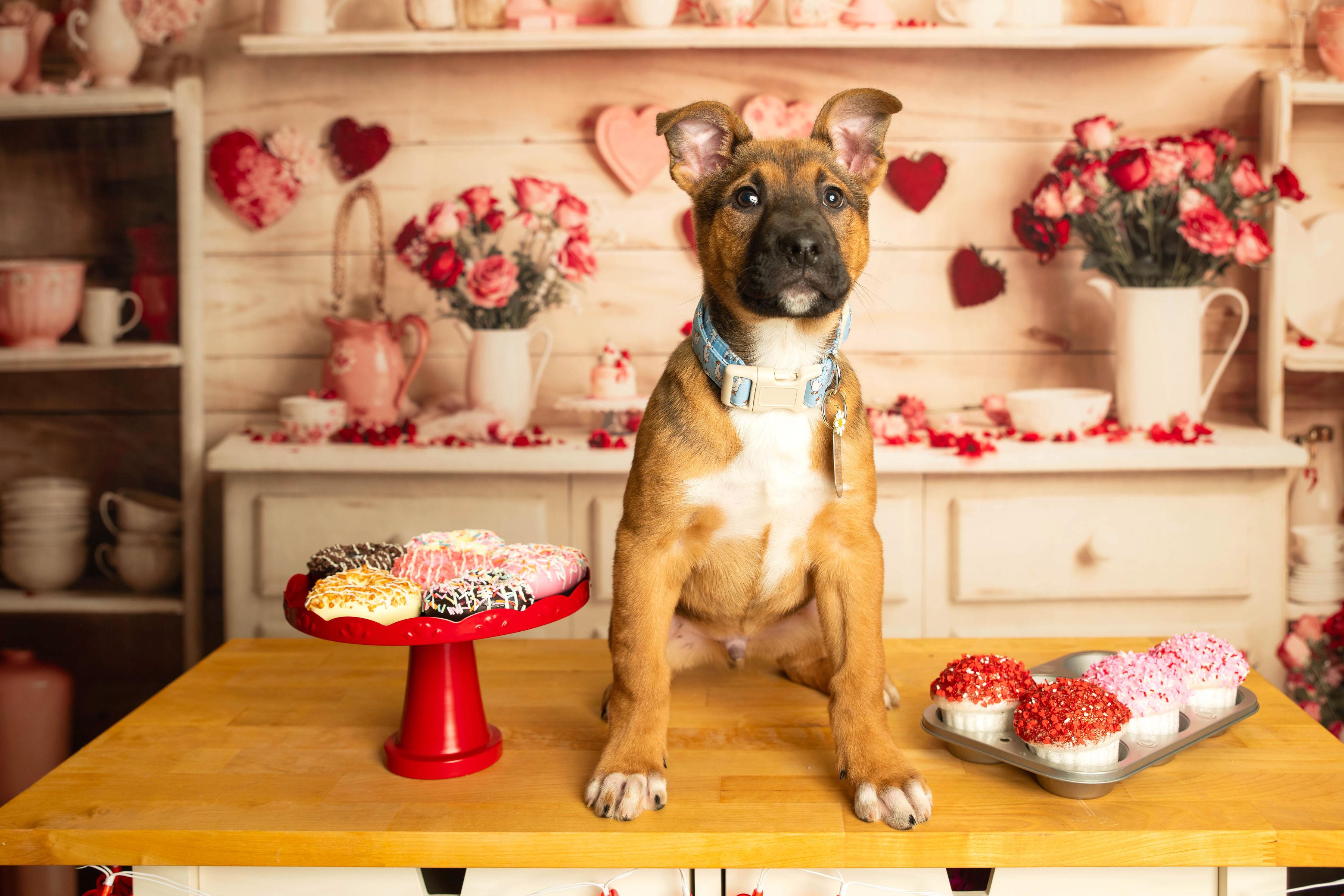 Enlarge Mingo, a Adoptable mixed breed in Dayton, OH image 5/6