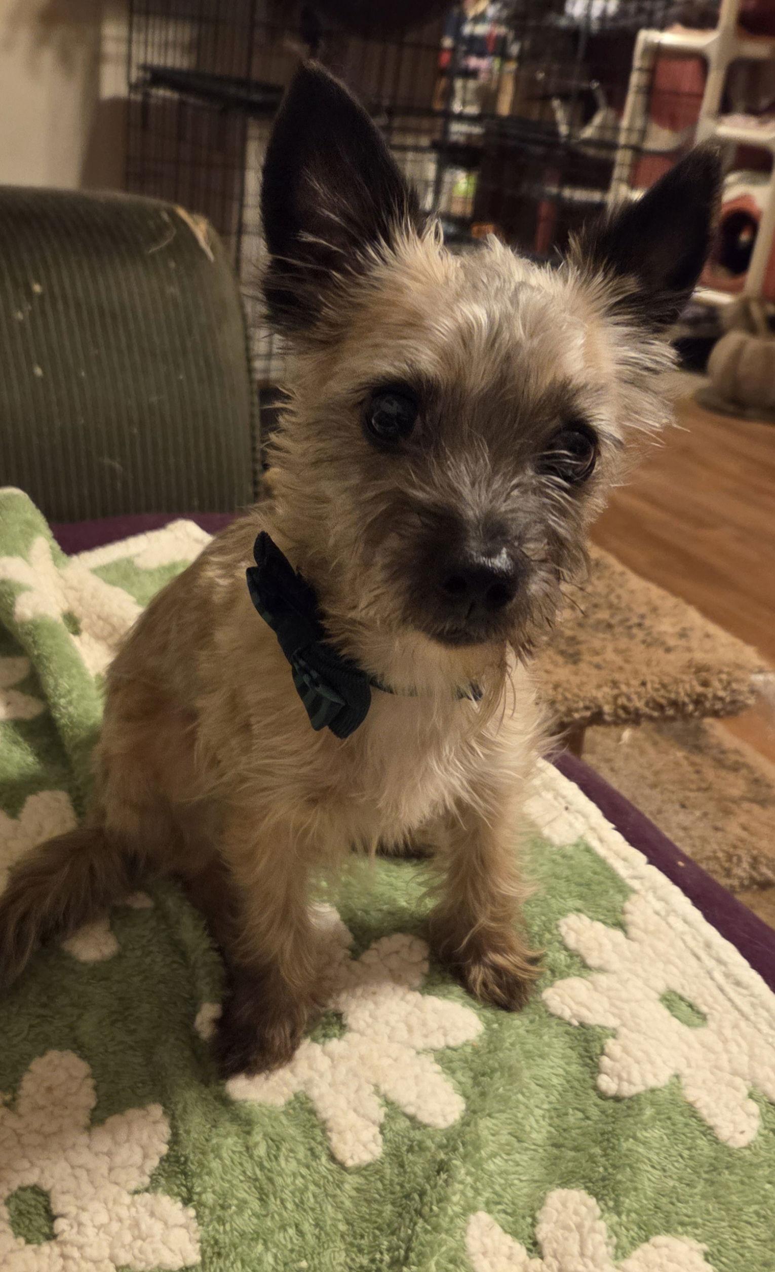 Enlarge Marco, a Adopted mixed breed in Iroquois, IL image 1/2