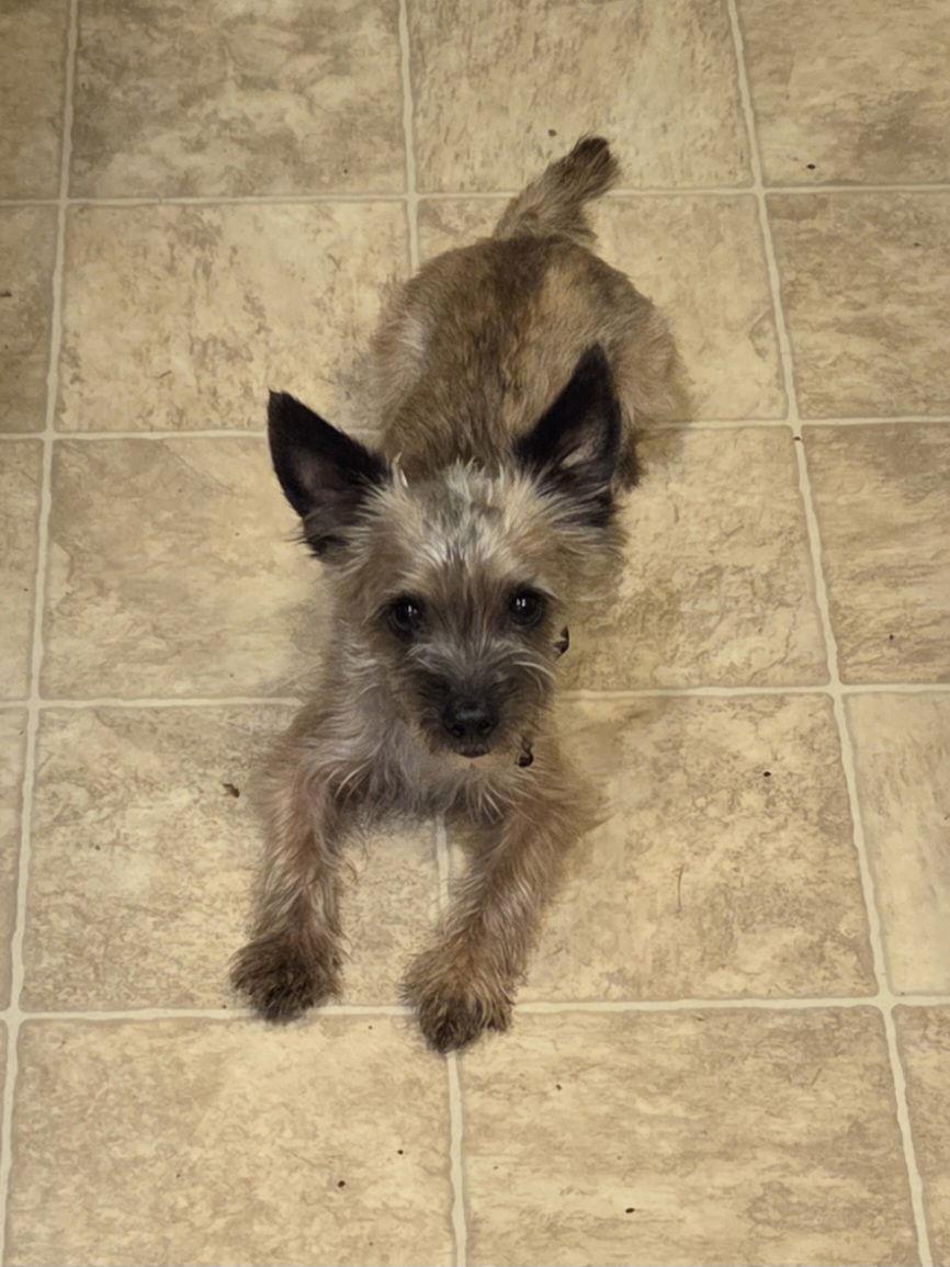 Enlarge Marco, a Adopted mixed breed in Iroquois, IL image 2/2