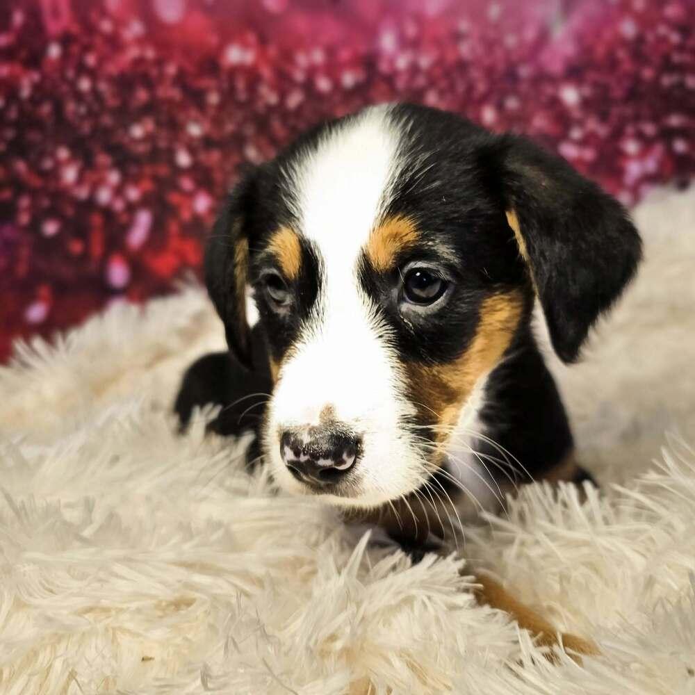 Clark, Adoptable, Puppy Male Terrier.