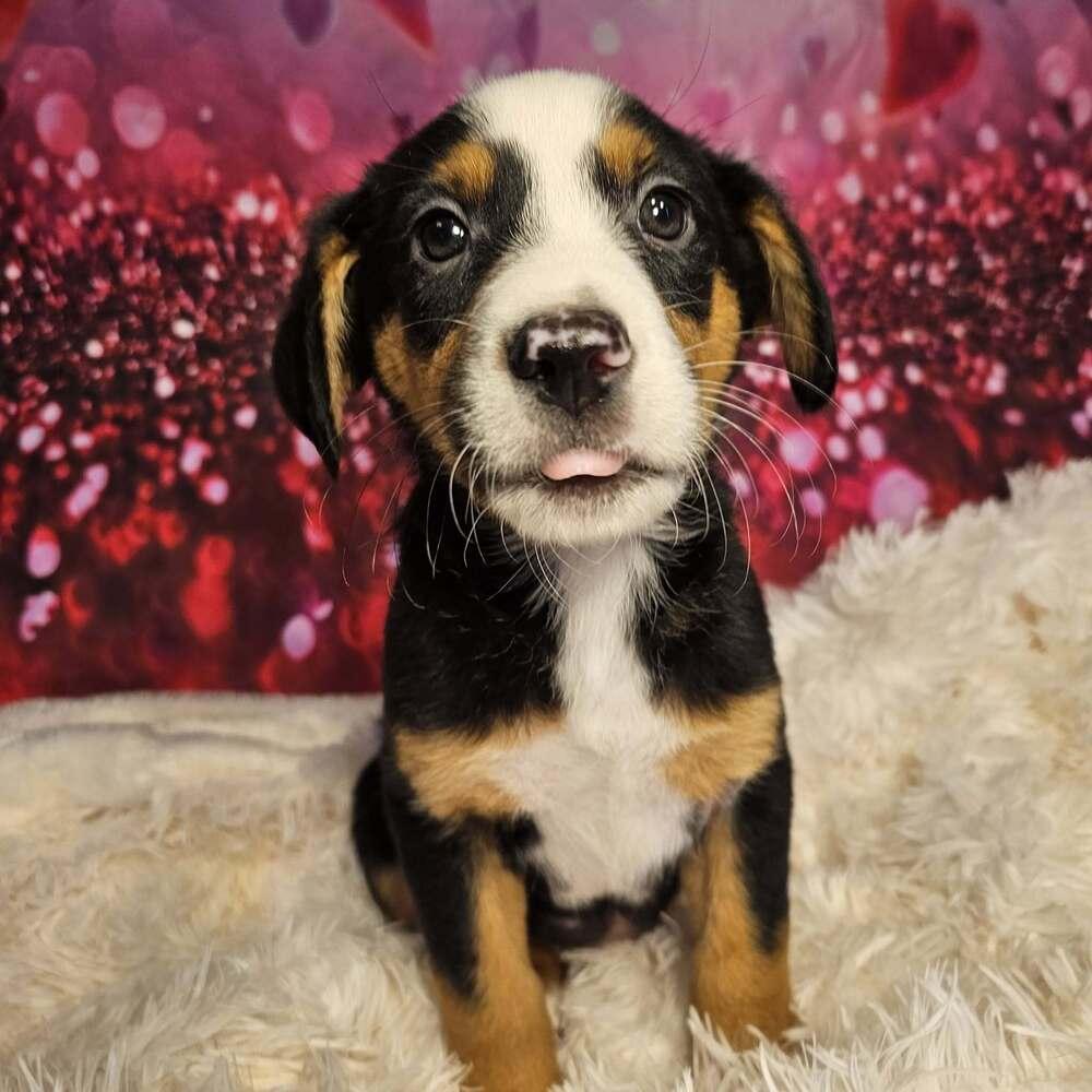 Clark, a Adoptable mixed breed in Hastings, MN image 2/6