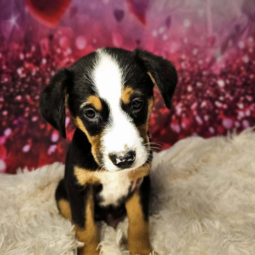 Clark, a Adoptable mixed breed in Hastings, MN image 4/6