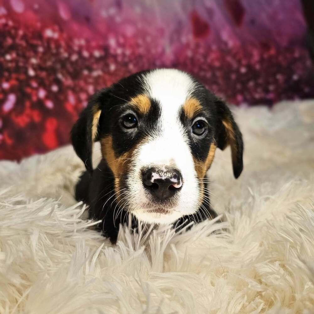 Clark, a Adoptable mixed breed in Hastings, MN image 5/6