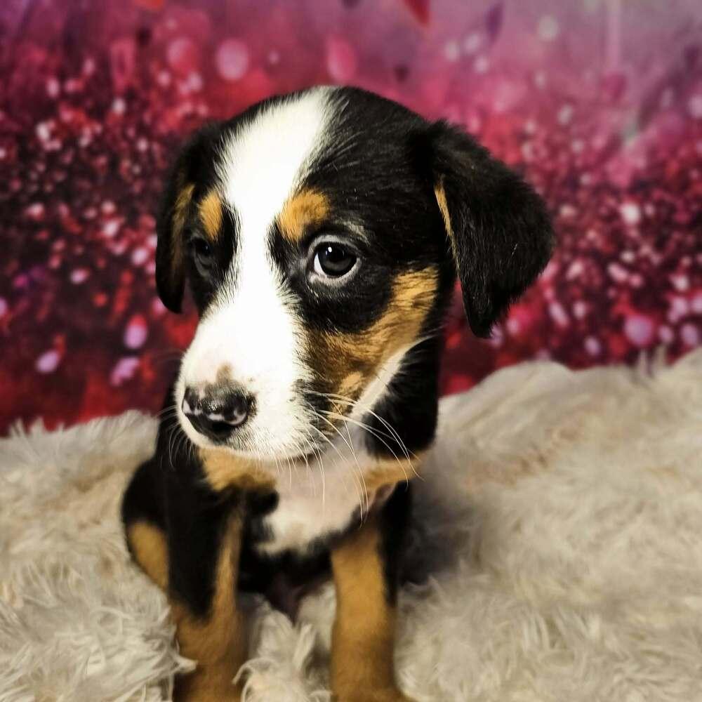 Clark, a Adoptable mixed breed in Hastings, MN image 6/6