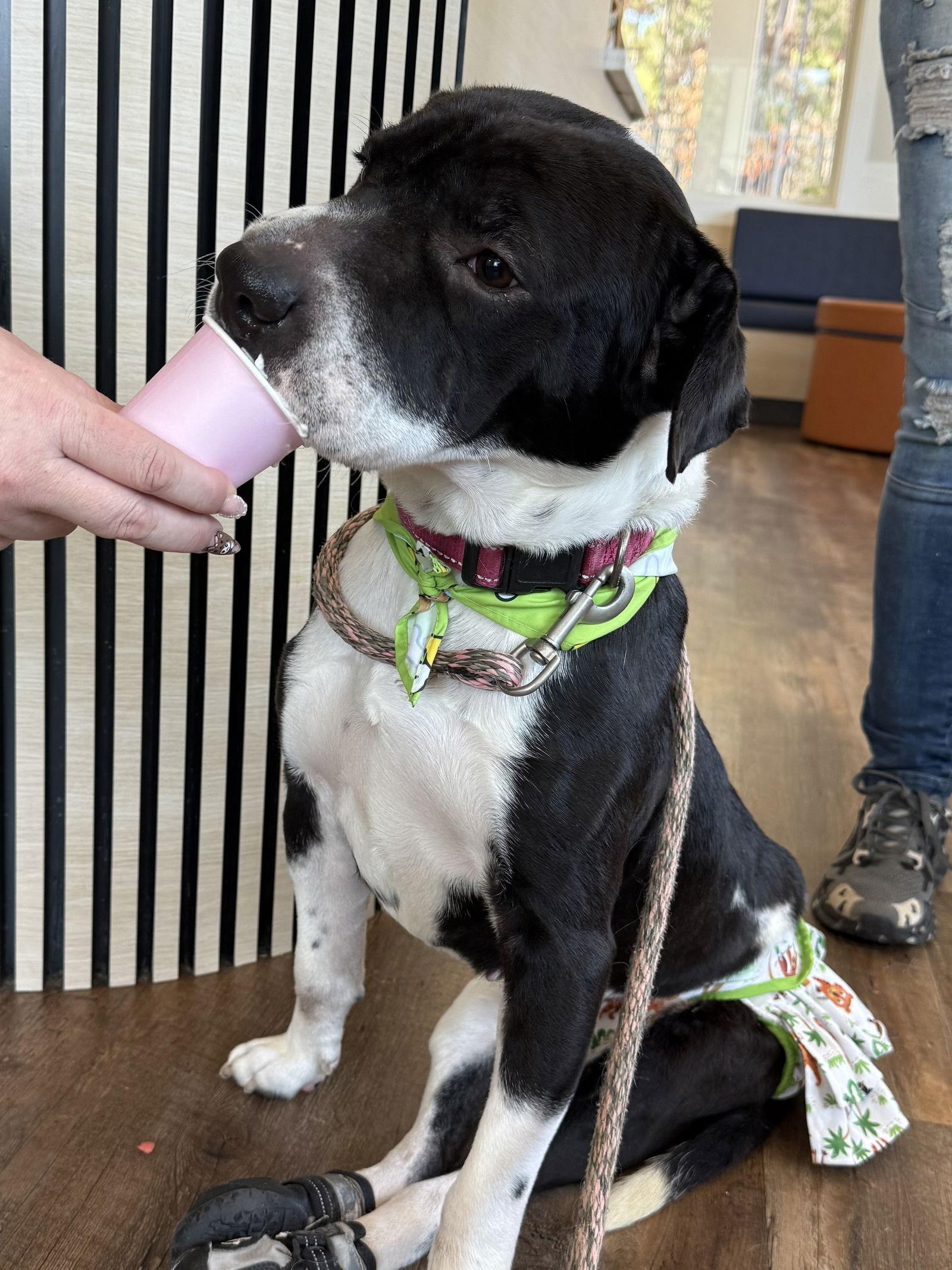 Lizzie, a Adoptable Shar-Pei in Mooresville, NC image 1/3