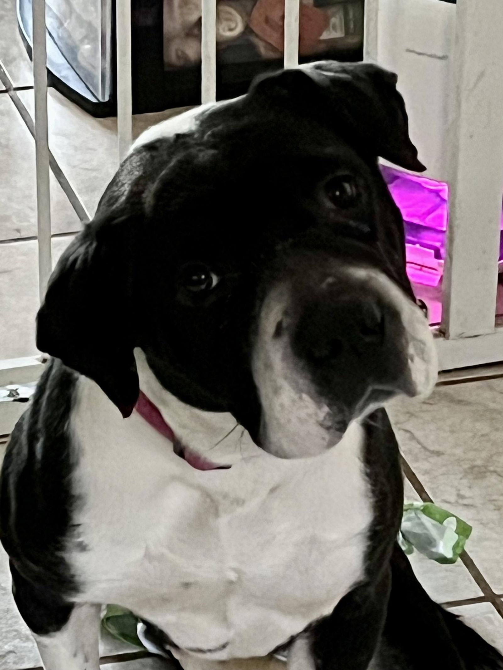 Lizzie, a Adoptable Shar-Pei in Mooresville, NC image 2/3