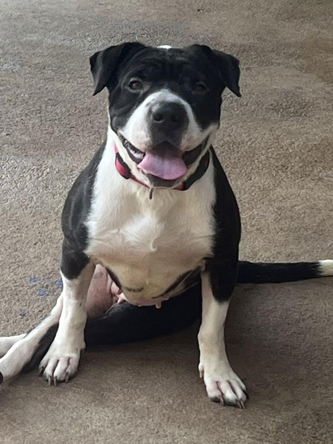 Lizzie, a Adoptable Shar-Pei in Mooresville, NC image 3/3