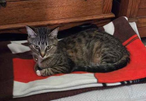 Rachel, a ADOPTABLE Tabby in Wadsworth, OH image 3/3