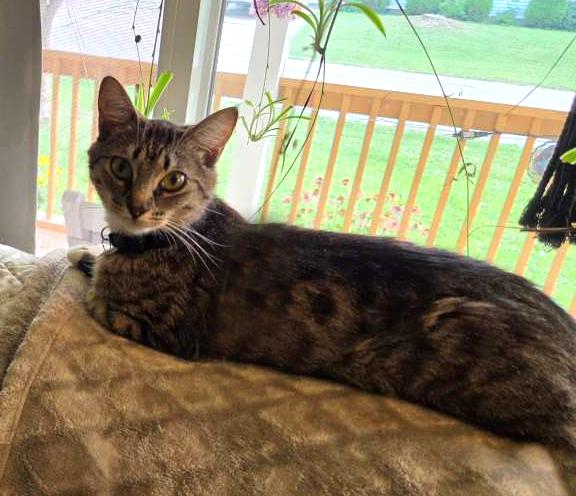 Rachel, ADOPTABLE, Young Female Tabby.