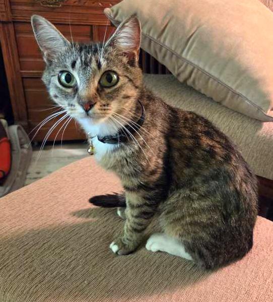 Rachel, a ADOPTABLE Tabby in Wadsworth, OH image 2/3