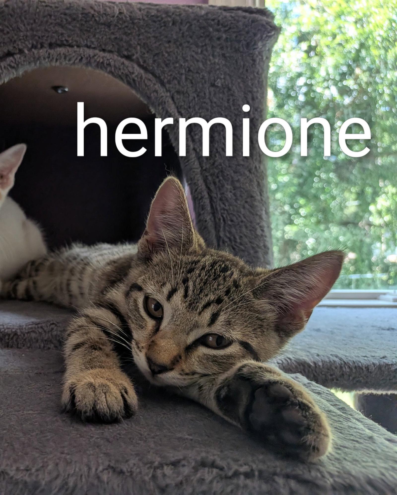 Hermione, Adoptable, Kitten Female Domestic Short Hair.