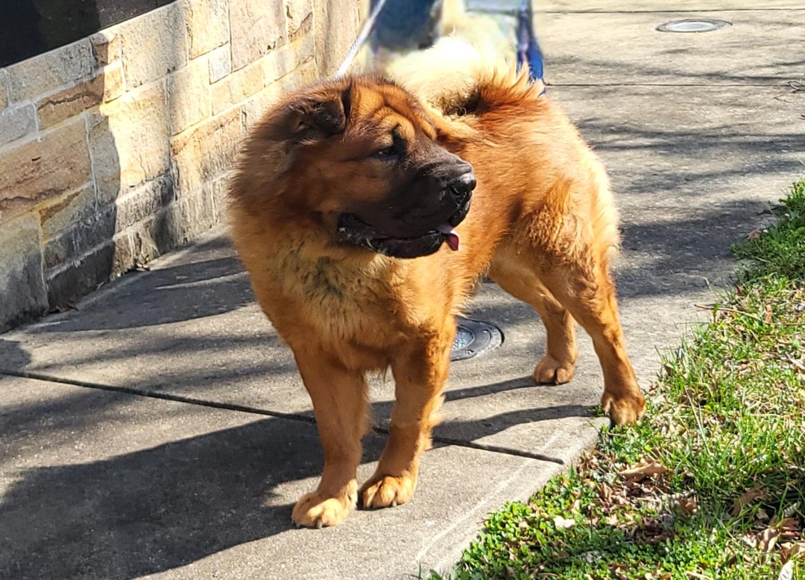Enlarge Yogi, a Adoptable Shar-Pei in Lancaster, PA image 5/5