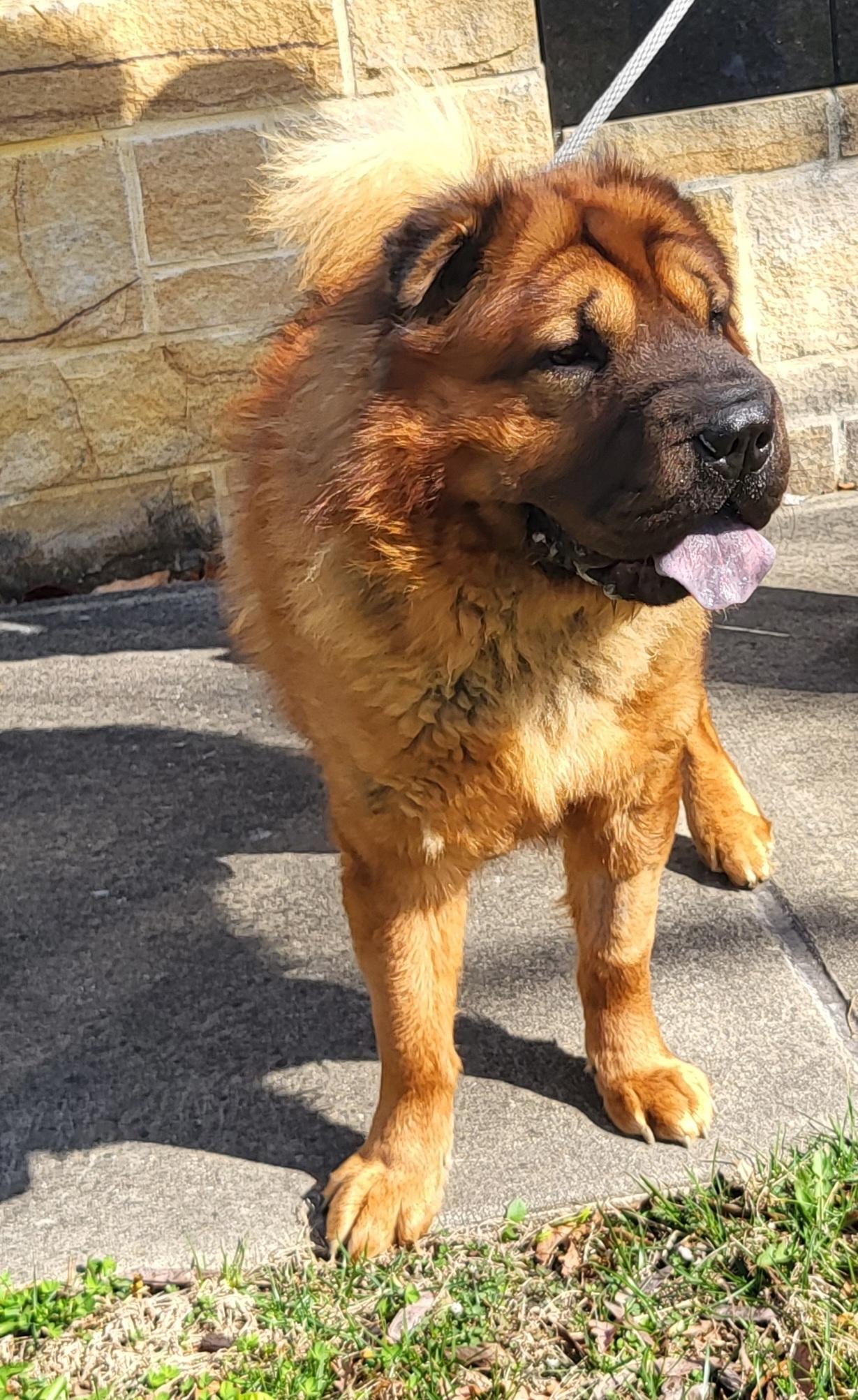 Enlarge Yogi, a Adoptable Shar-Pei in Lancaster, PA image 3/5