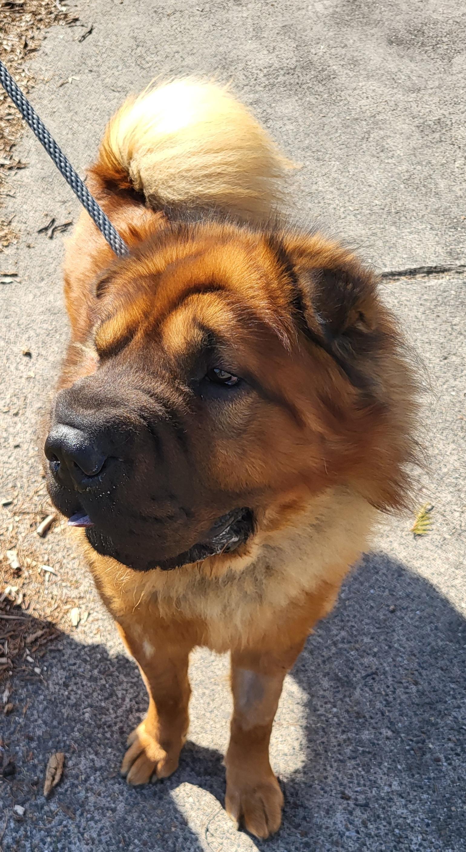 Yogi, Adoptable, Adult Male Shar-Pei.