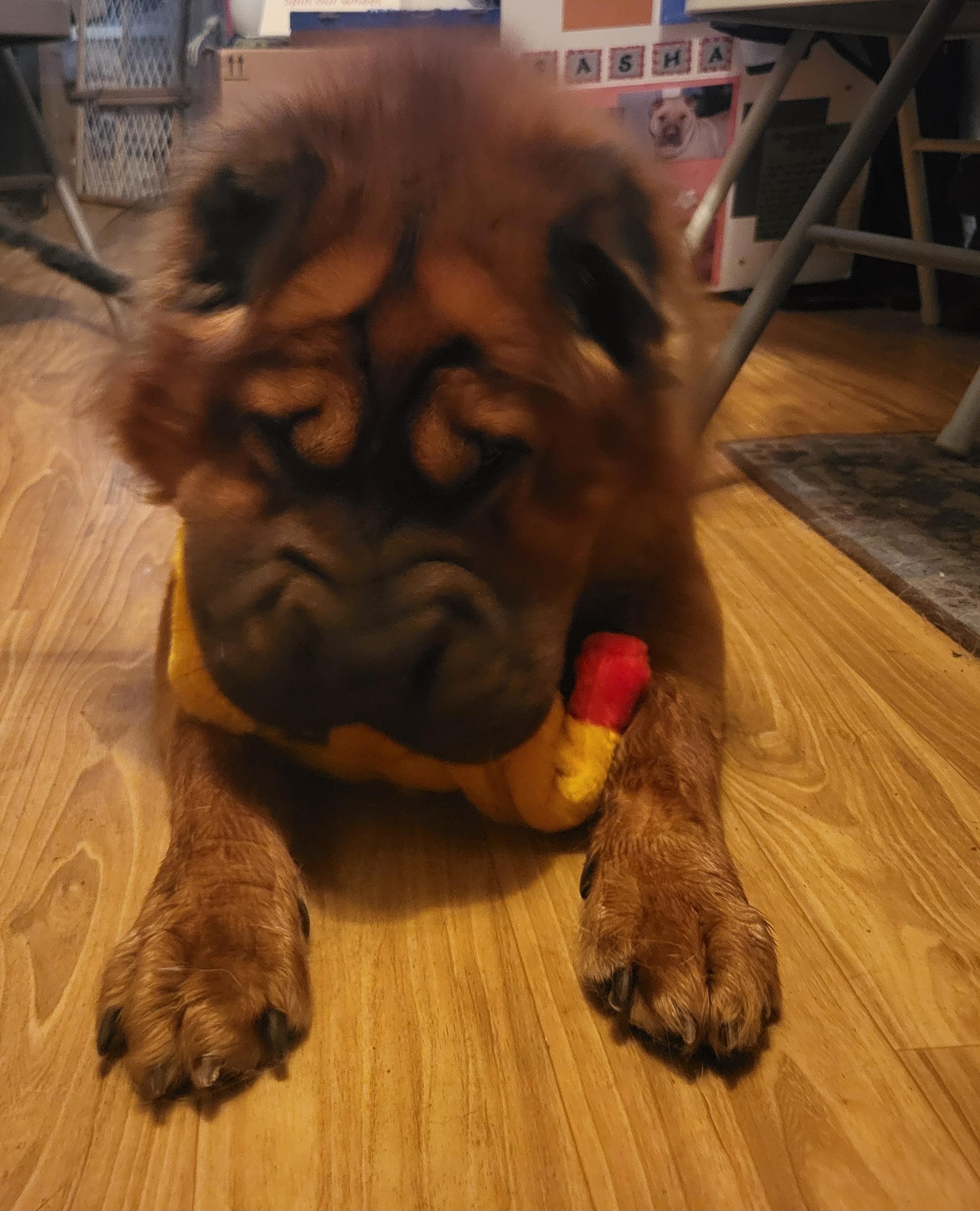 Enlarge Yogi, a Adoptable Shar-Pei in Lancaster, PA image 4/5