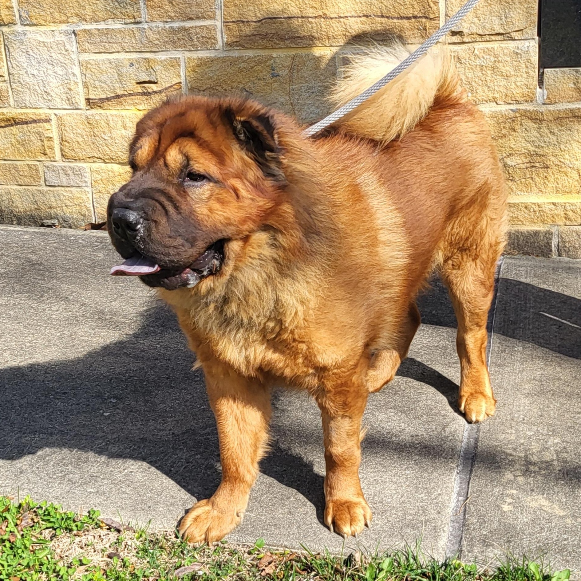 Enlarge Yogi, a Adoptable Shar-Pei in Lancaster, PA image 2/5