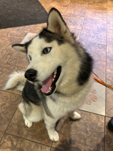 Enlarge Woof, a Adopted mixed breed in Kellogg, ID image 2/3