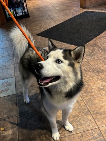 Enlarge Woof, a Adopted mixed breed in Kellogg, ID image 1/3