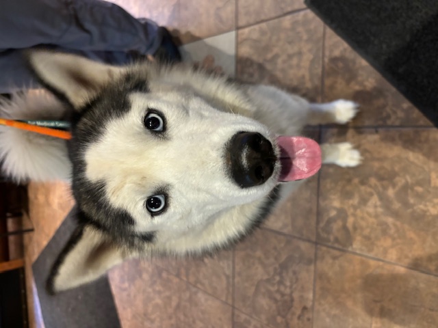 Enlarge Woof, a Adopted mixed breed in Kellogg, ID image 3/3