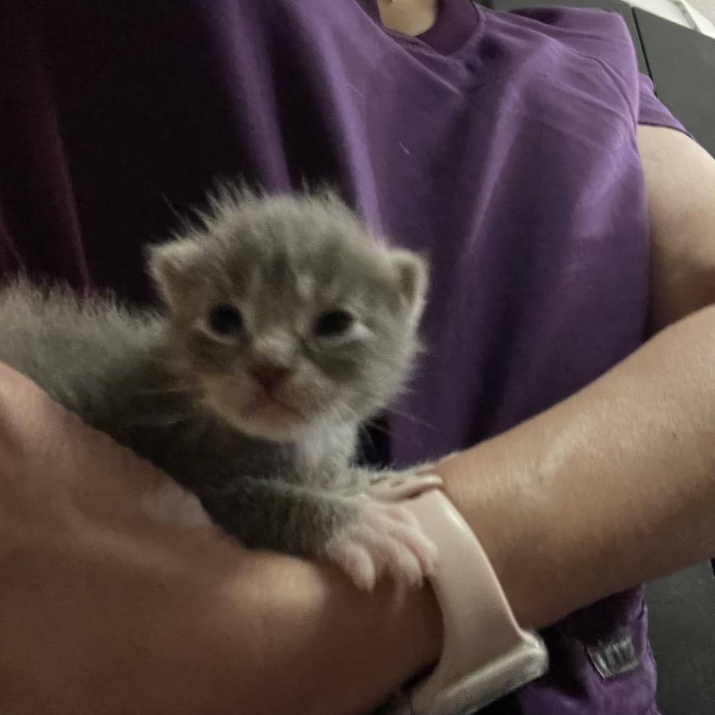 Seth, Adoptable, Kitten Male Domestic Short Hair.