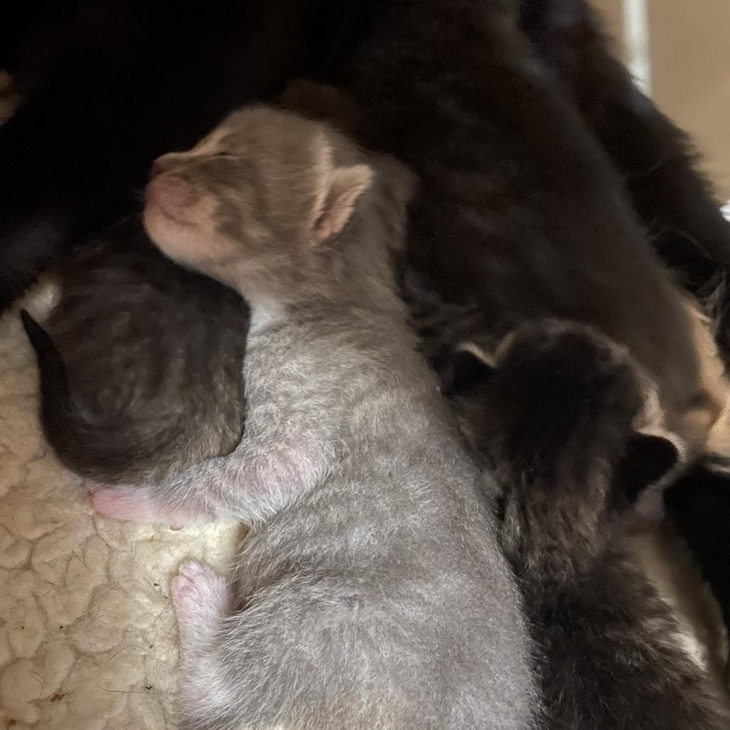 Enlarge Seth, a Adoptable Domestic Short Hair in Franklin, TN image 2/6