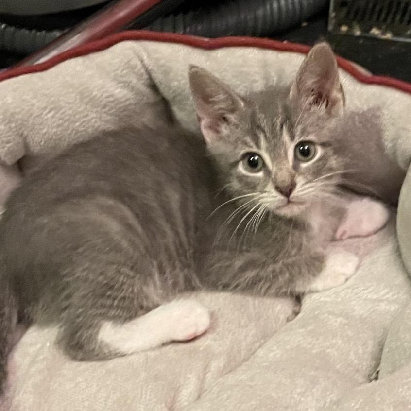 Enlarge Seth, a Adoptable Domestic Short Hair in Franklin, TN image 3/6