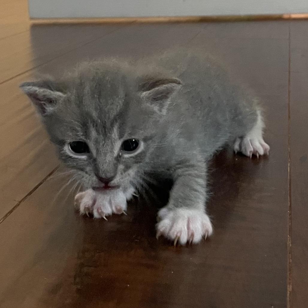 Enlarge Seth, a Adoptable Domestic Short Hair in Franklin, TN image 4/6