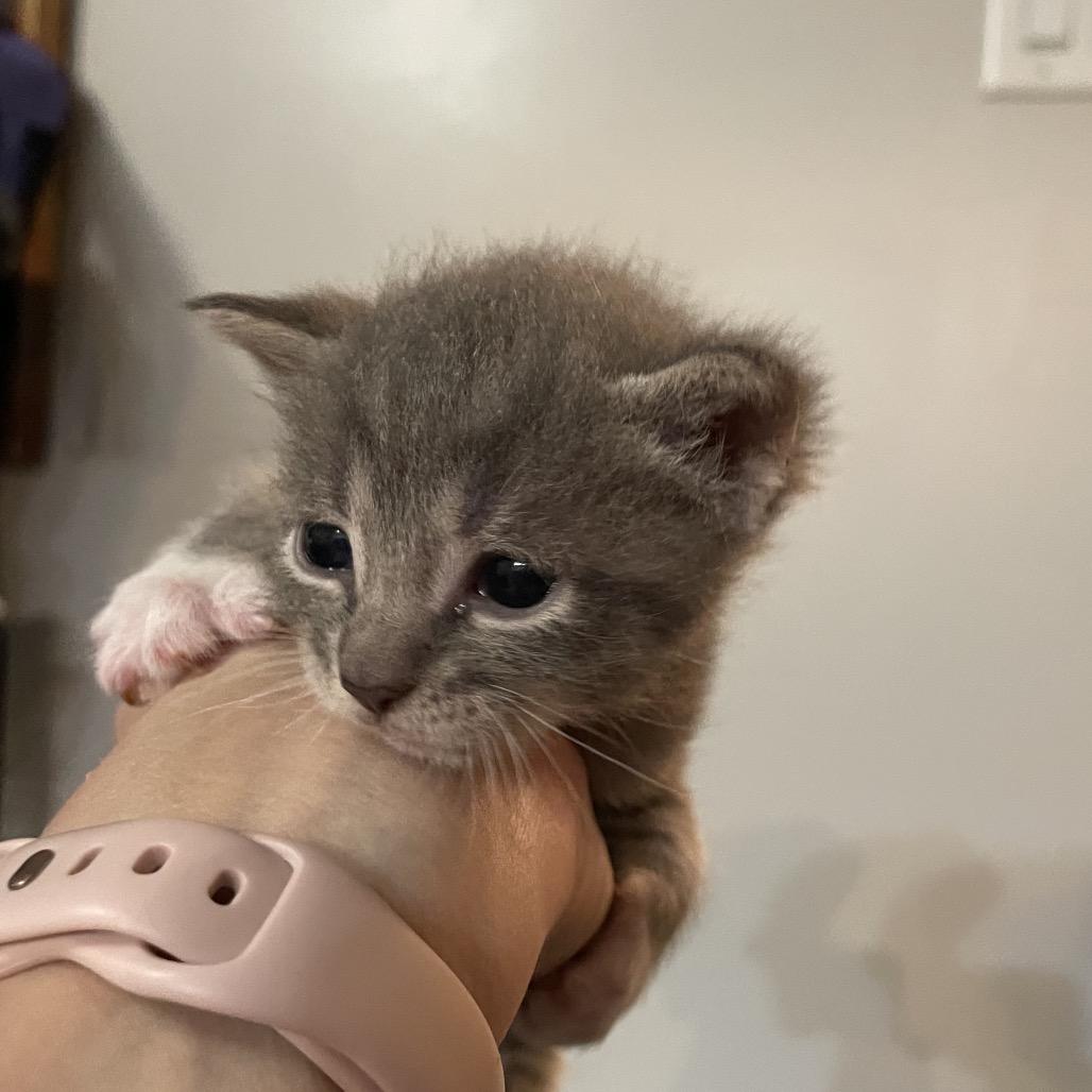 Enlarge Seth, a Adoptable Domestic Short Hair in Franklin, TN image 5/6