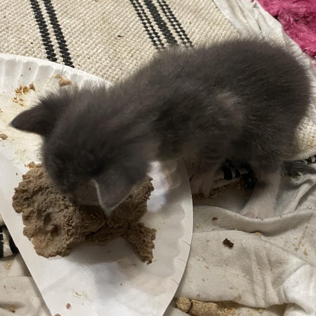 Enlarge Seth, a Adoptable Domestic Short Hair in Franklin, TN image 6/6