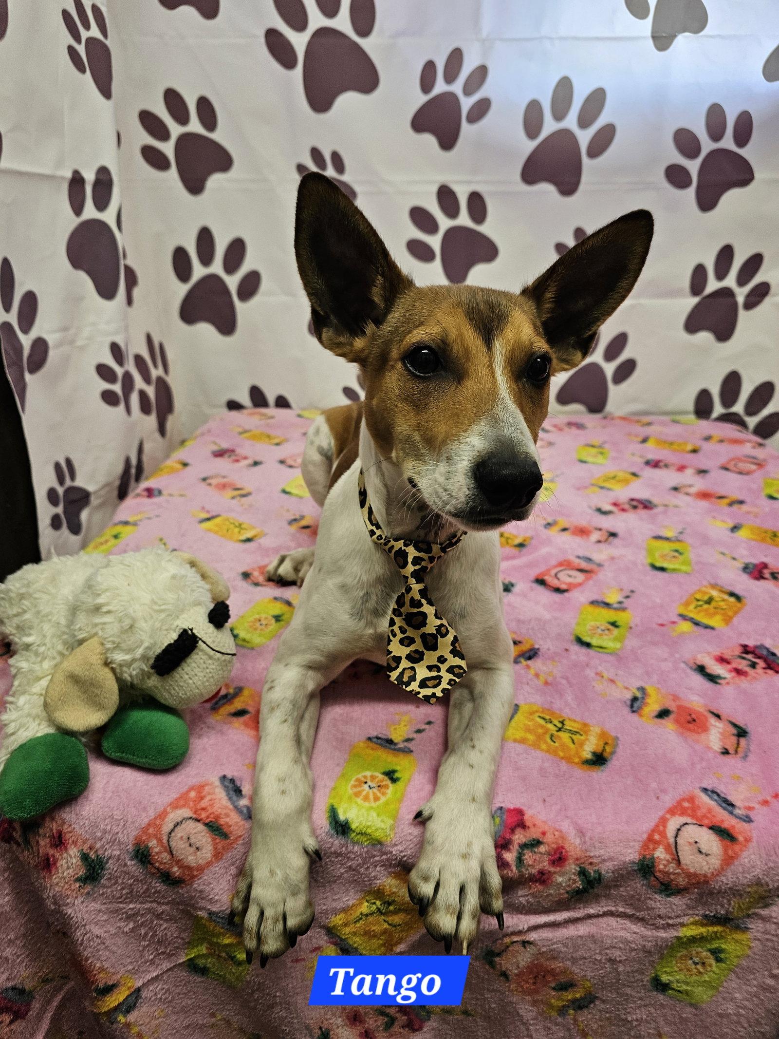 Tango, Adoptable, Young Male Rat Terrier.