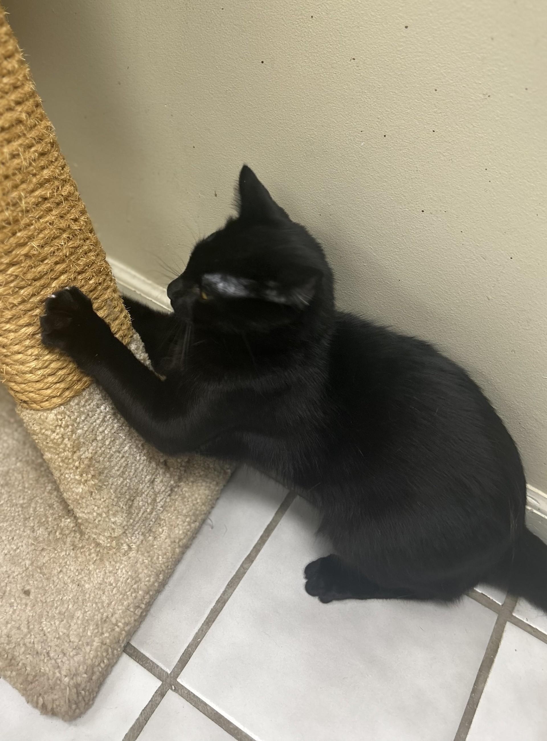 Enlarge GIDEON, a ADOPTABLE Domestic Medium Hair in North Kansas City, MO image 1/2