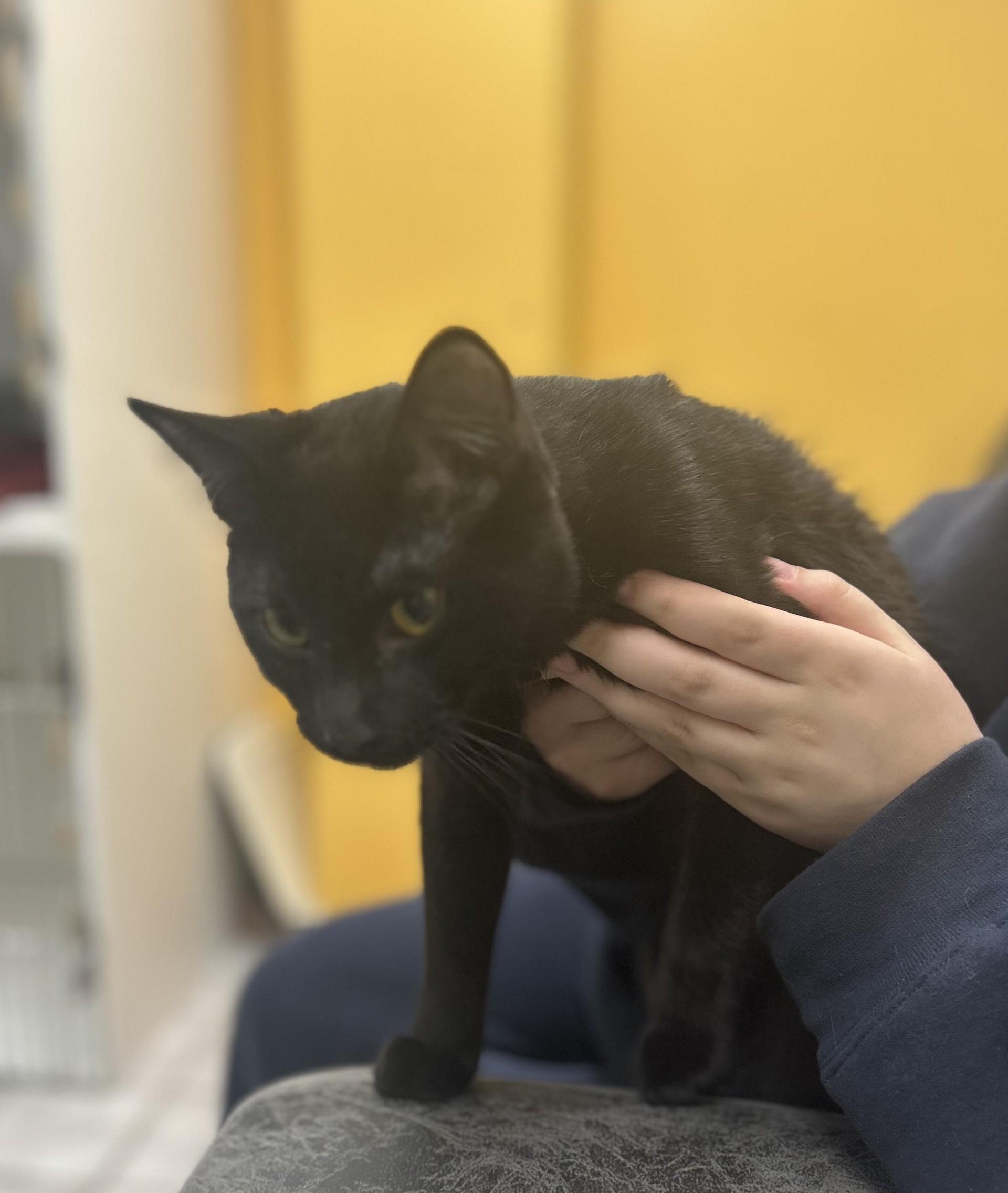 Enlarge GIDEON, a ADOPTABLE Domestic Medium Hair in North Kansas City, MO image 2/2