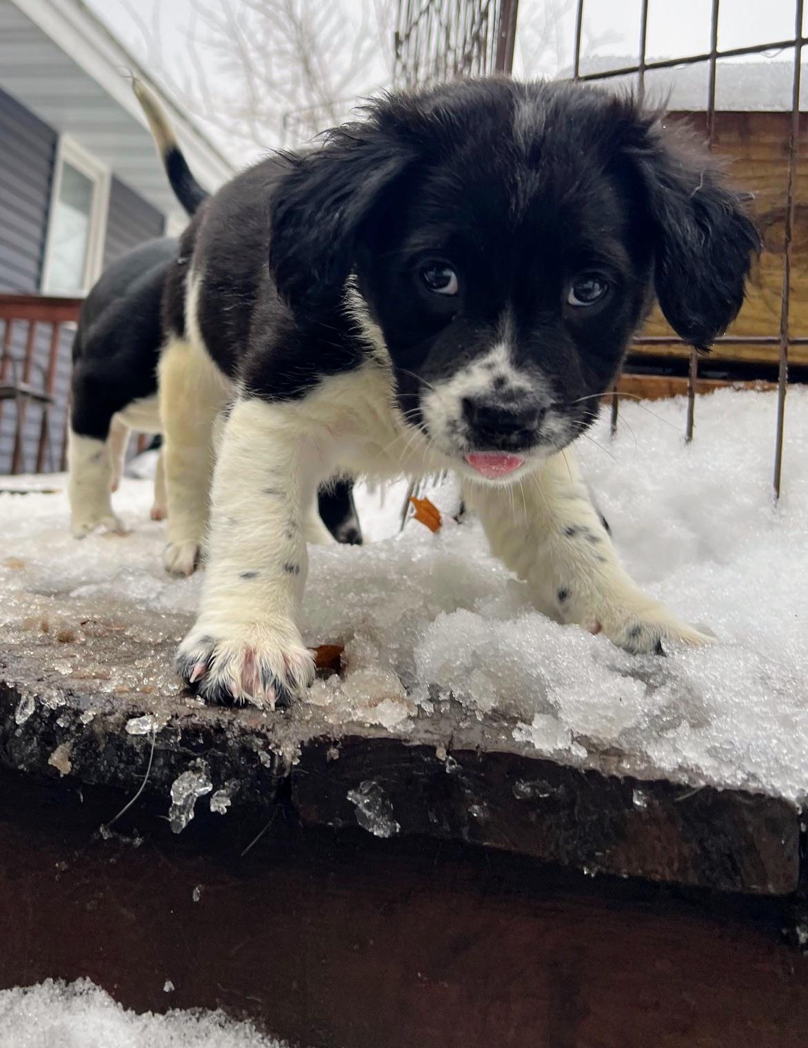 Enlarge Roxie, a Adoptable mixed breed in Minneapolis, MN image 4/6