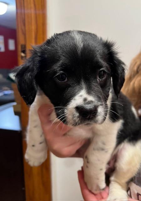 Enlarge Roxie, a Adoptable mixed breed in Minneapolis, MN image 5/6