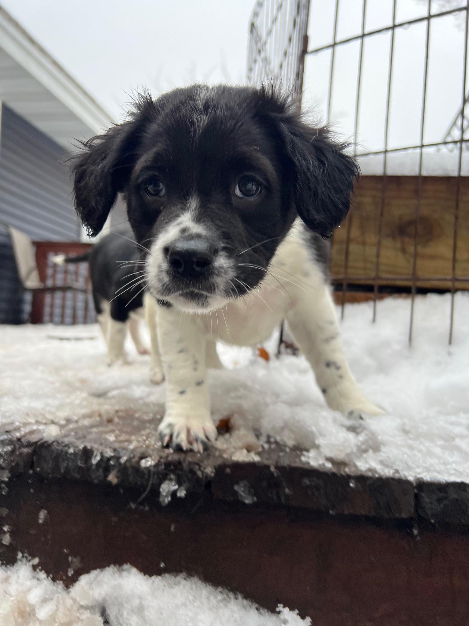 Enlarge Roxie, a Adoptable mixed breed in Minneapolis, MN image 3/6
