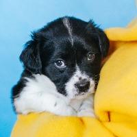 Enlarge Roxie, a Adoptable mixed breed in Minneapolis, MN image 6/6