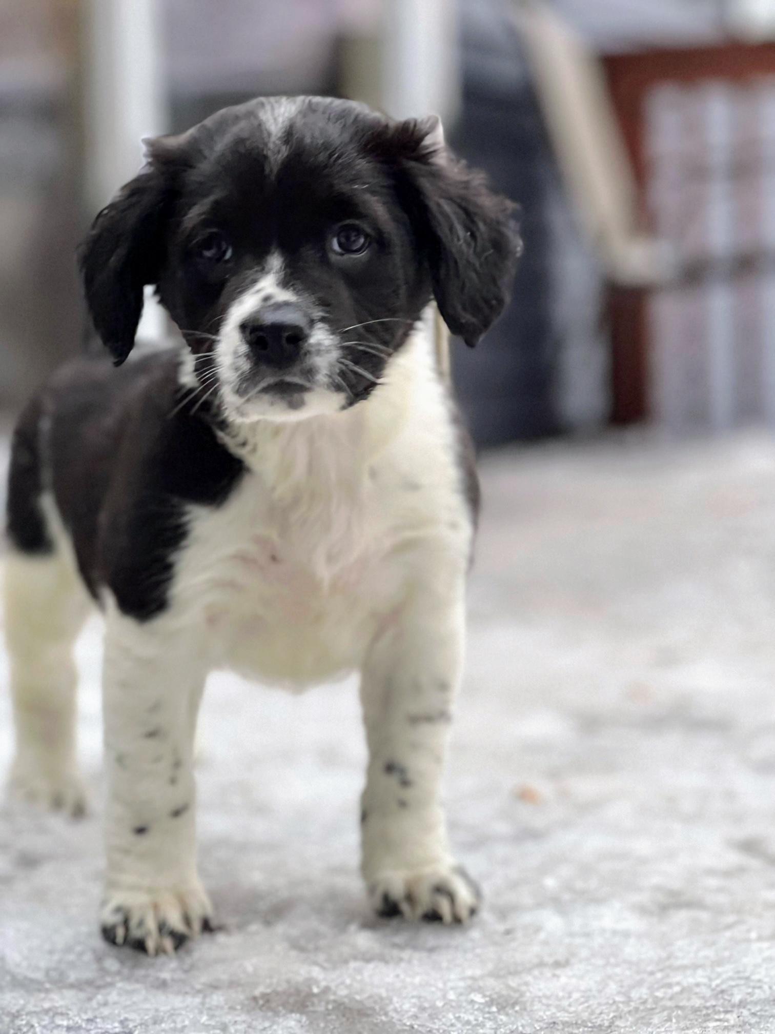 Roxie, Adoptable, Puppy Female Spaniel & Mixed Breed.