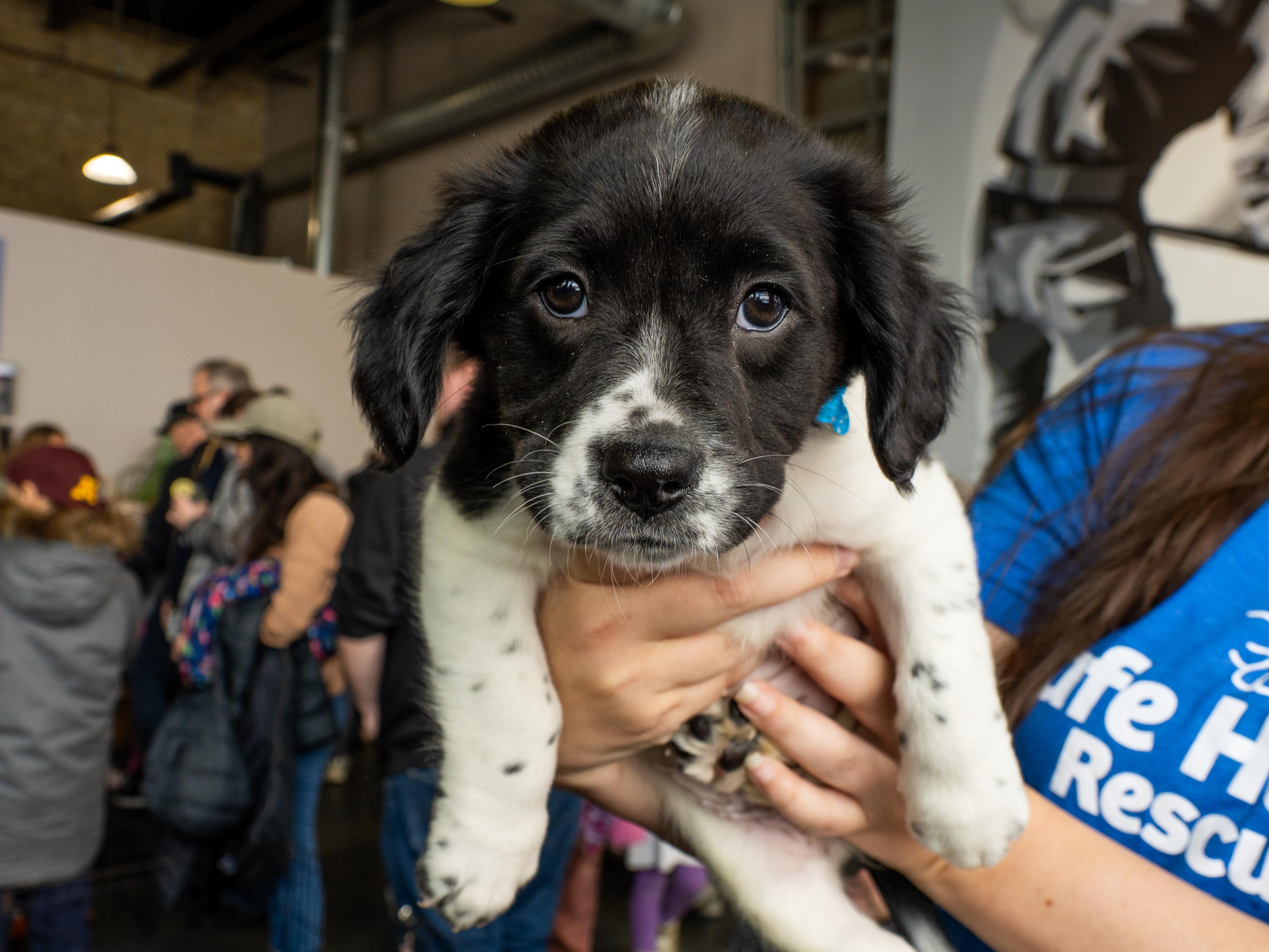 Enlarge Roxie, a Adoptable mixed breed in Minneapolis, MN image 2/6
