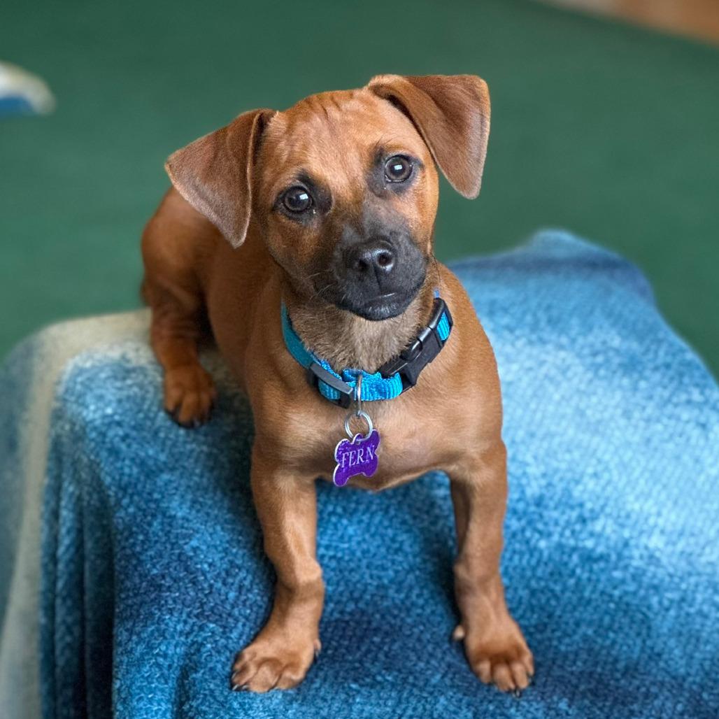 Enlarge Fern, a Adoptable mixed breed in Fresno, CA image 1/6