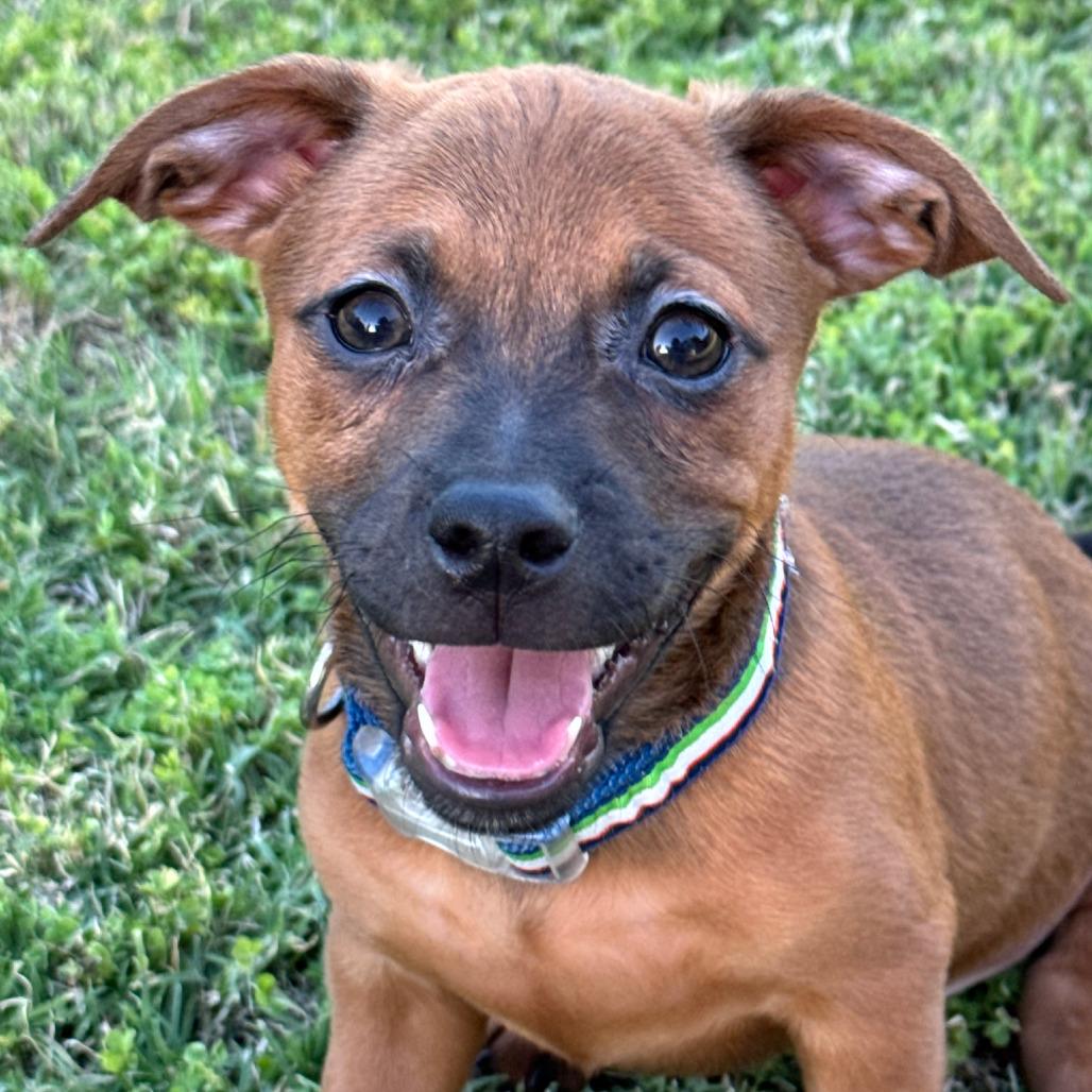 Enlarge Fern, a Adoptable mixed breed in Fresno, CA image 2/6
