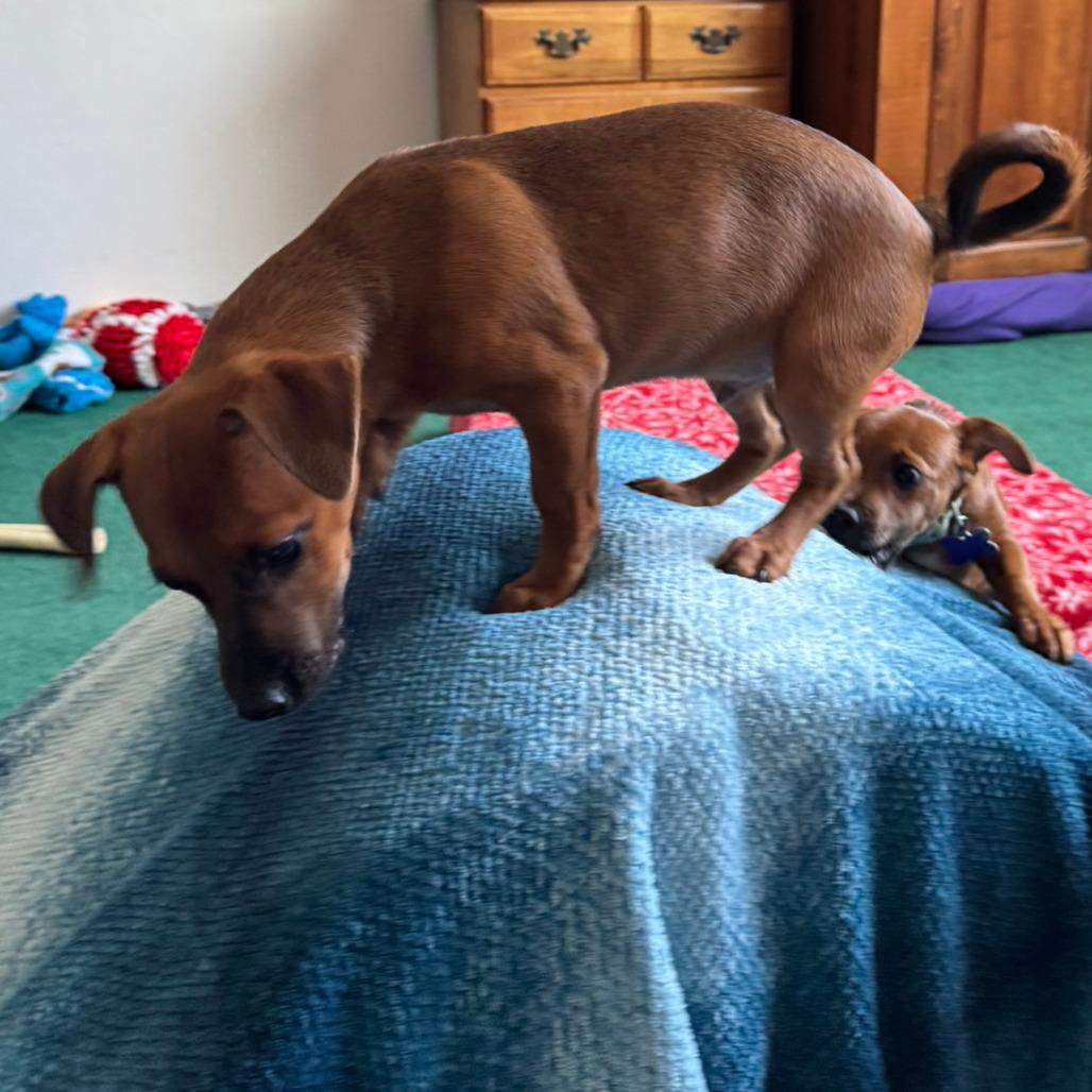 Enlarge Fern, a Adoptable mixed breed in Fresno, CA image 3/6