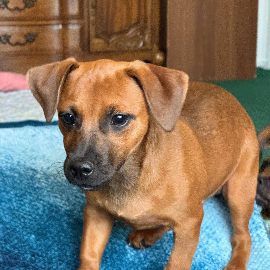 Enlarge Fern, a Adoptable mixed breed in Fresno, CA image 4/6
