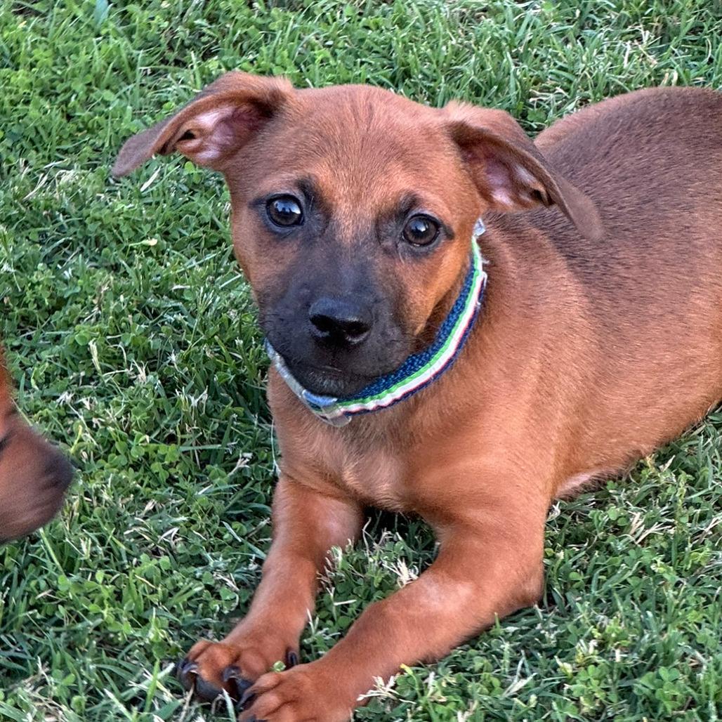 Enlarge Fern, a Adoptable mixed breed in Fresno, CA image 5/6
