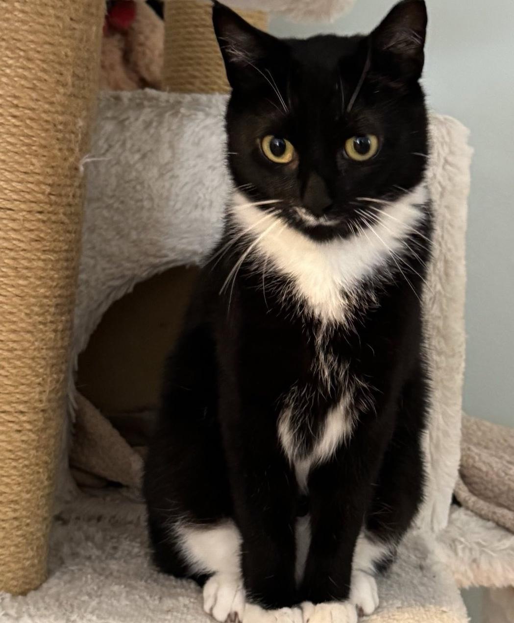 Miss Poppy, an adoptable Domestic Short Hair in Suffolk, VA_image-1